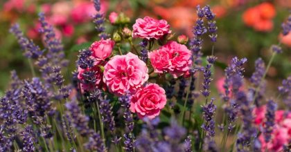 De spirituele betekenis van bloemen